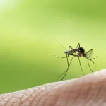 lutter-contre-les-moustiques-5-plantes-repulsives-a-cultiver-chez-vous