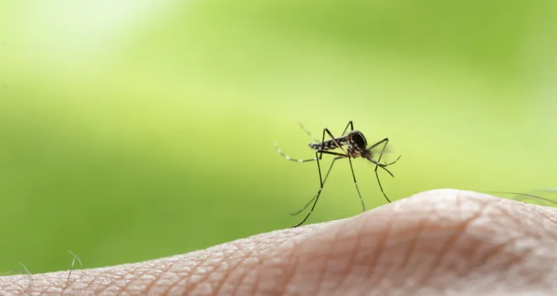 lutter-contre-les-moustiques-5-plantes-repulsives-a-cultiver-chez-vous