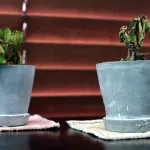 jardin-voici-4-etapes-pour-reanimer-une-plante-dessechee