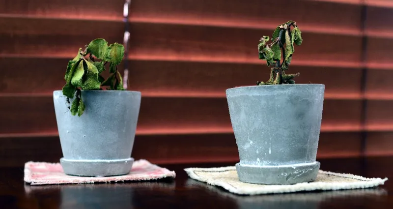 jardin-voici-4-etapes-pour-reanimer-une-plante-dessechee