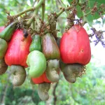 afrique-de-l-ouest-les-acteurs-de-la-filiere-cajou-se-dotent-d-un-outil-d-aide-a-la-decision