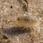 piqures-de-puces-de-mer-a-la-plage-prevention-et-remedes-naturels-pour-un-ete-serein