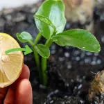 maison-le-guide-ultime-pour-semer-des-graines-de-citron-et-obtenir-un-bel-arbre