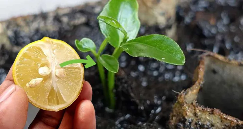 maison-le-guide-ultime-pour-semer-des-graines-de-citron-et-obtenir-un-bel-arbre