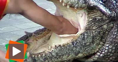 un-dresseur-thailandais-rentre-son-bras-dans-l-estomac-d-un-crocodile-vivant