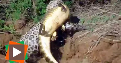un-jaguar-plonge-dans-l-eau-et-attrape-un-caiman