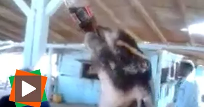 une-chevre-pas-comme-les-autres-regardez-ce-qu-elle-fait