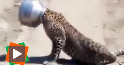 un-leopard-assoiffe-se-coince-la-tete-dans-un-pot