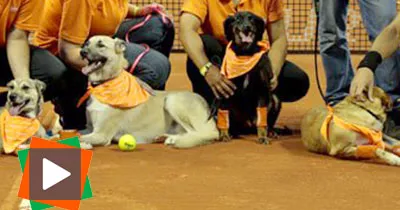 des-chiens-ramasseurs-de-balles-de-tennis-a-l-open-du-bresil