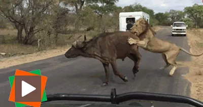 une-meute-de-lions-attaque-un-buffle-a-quelques-metres-des-touristes-durant-un-safari