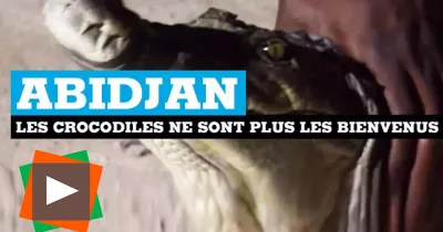 abidjan-les-crocodiles-ne-sont-plus-les-bienvenus