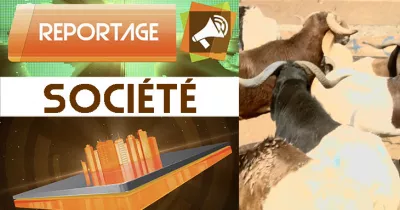 tabaski-2017-abattoir-de-port-bouet-ce-qui-fait-flamber-le-prix-des-moutons