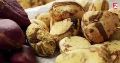 noix-de-kola-un-tresor-pour-la-cote-d-ivoire