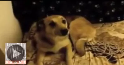 the-top-10-guiltiest-dogs