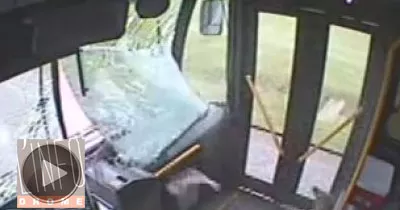 un-cerf-de-virginie-s-est-retrouve-passager-d-un-bus-bien-malgre-lui