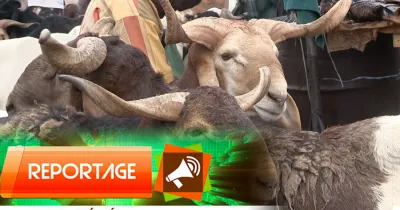 tabaski-2021-les-raisons-de-la-flambee-des-prix-du-betail