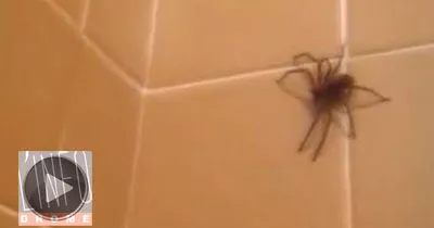 une-araignee-attaque