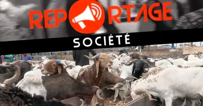 tabaski-2022-l-ambiance-a-l-abattoir-de-port-bouet-a-quelques-heures-de-la-fete