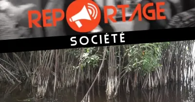 la-destruction-des-especes-de-mangrove-une-catastrophe-pour-l-ecologie