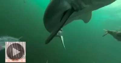 vivez-une-attaque-de-requins-comme-si-vous-etiez-son-appat