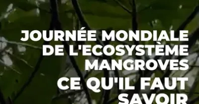 journee-mondiale-de-l-ecosysteme-mangroves-ce-qu-il-faut-savoir-des-mangroves