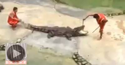 ne-jamais-mettre-sa-tete-dans-un-alligator