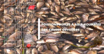 poissons-morts-a-abia-koumassi-les-causes-devoilees