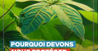 journee-mondiale-de-la-foret-pourquoi-devons-nous-proteger-la-foret