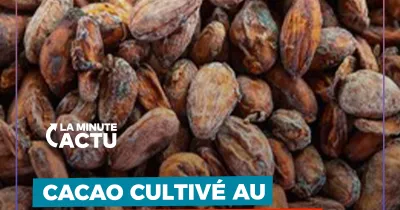 cacao-cultive-au-laboratoire-grosse-menace-pour-les-pays-producteurs