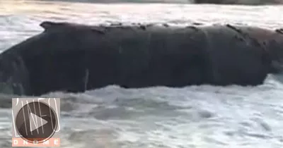 environnement-une-baleine-echoue-au-large-de-bassam