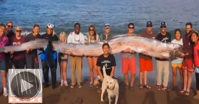 un-poisson-de-plus-de-5-metres-de-long-peche-aux-etats-unis