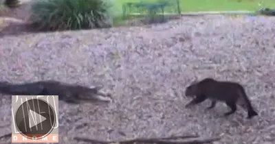 un-chat-affronte-un-alligator