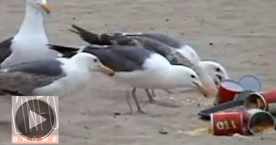 des-mouettes-sous-laxatif