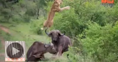 un-buffle-projette-un-lion-en-l-air-avec-ses-cornes