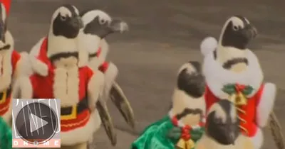 les-pingouins-se-preparent-pour-noel
