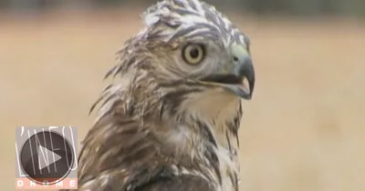 un-oiseau-statufie-vivant-par-le-froid