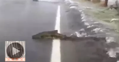 des-saumons-traversent-une-route