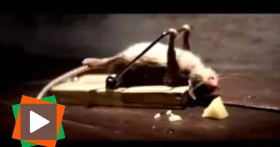 voir-une-souris-resistante