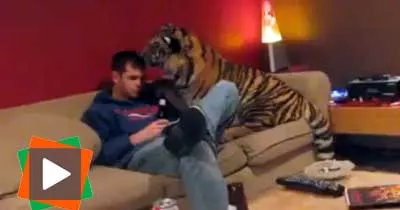 un-homme-tres-courageux-comment-garder-son-sang-froid-en-face-d-un-si-gros-tigre