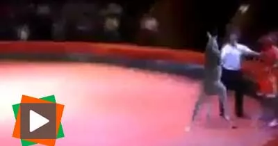 kangourou-boxeur-vs-boxeur-professionnel