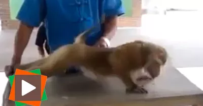 un-singe-tres-sportif-specialiste-des-pompes-au-sol