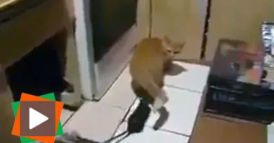 le-chat-attaque-par-une-souris-revoltee