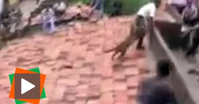 un-leopard-seme-la-panique-dans-un-village-en-inde