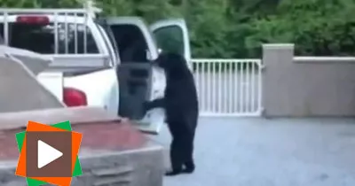 quand-les-ours-agissent-comme-des-humain