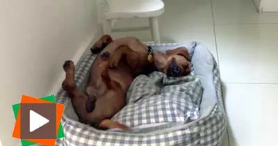 frank-le-chien-le-plus-heureux-du-monde