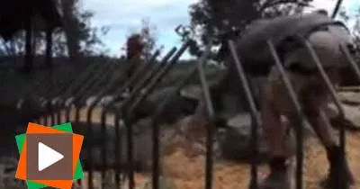 un-crocodile-mord-violemment-un-employe-du-zoo-et-le-tire-dans-l-eau