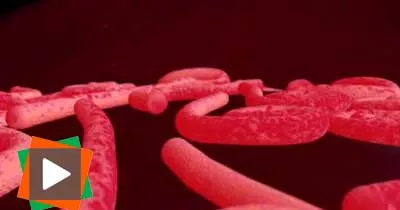 ebola-un-virus-mortel-pour-l-homme