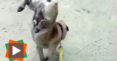 ce-chien-fait-pipi-en-ayant-les-fesses-en-l-air