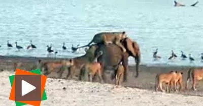 un-elephanteau-se-defend-et-survie-a-l-attaque-de-14-lions
