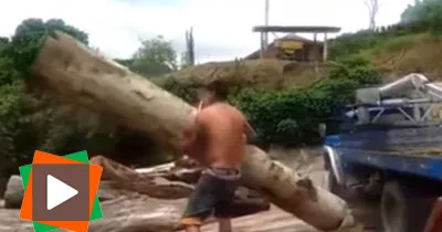 il-souleve-un-enorme-tronc-d-arbre-a-bout-de-bras